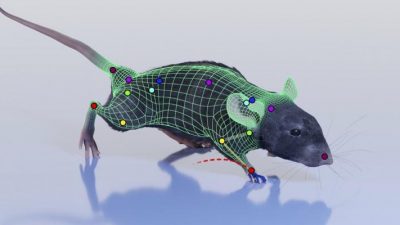 Murphy Lab develops 3D synthetic animated mouse